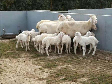 供应黑头杜泊羊规模养殖澳洲白羊小尾寒羊多胎多肉杜寒杂交母羊