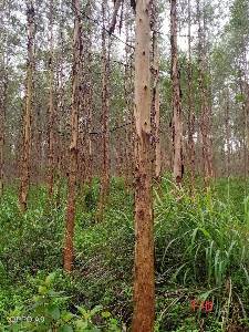出卖桉树原木7000方，已经办好2020年砍伐证