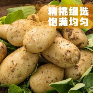 【精选】特价黄心新土豆新鲜洋芋蔬菜批发价5/10斤马铃薯