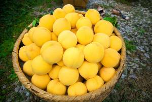 炎陵黄桃几月份成熟炎陵黄桃什么时候上市，炎陵黄桃基地