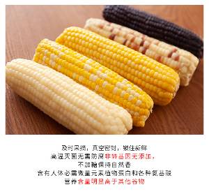 山西省忻州市天绿源食品有限公司，常年销售真空糯玉米