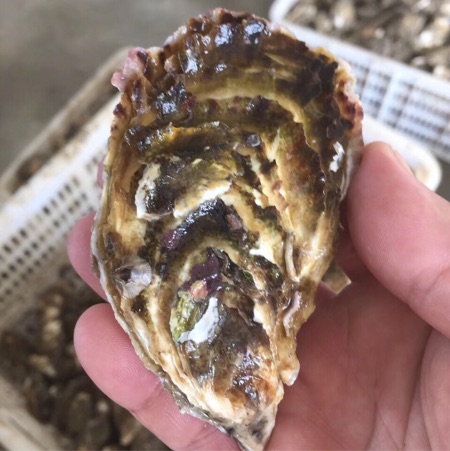 福建生蚝鲜活新鲜牡蛎即食海蛎子海鲜水产小包装家庭