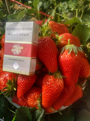 唐王草莓甜宝草莓基地大量上市供应