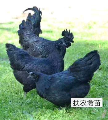 鸡苗，五黑鸡苗成品公鸡4—5斤母鸡3—4斤120天