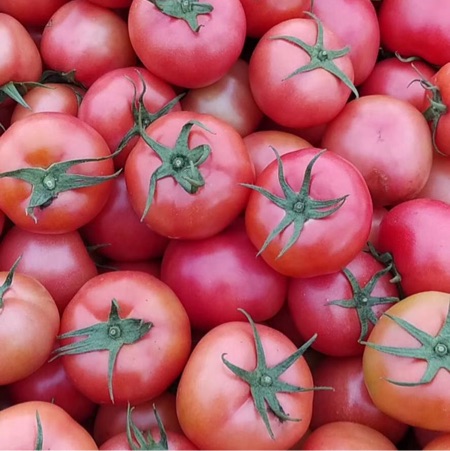 供应西红柿,精品粉红，量大质优