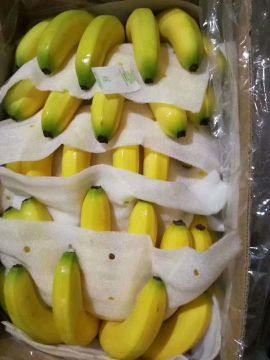 云南香蕉，口感好，色泽漂亮，蕉条肥，无硬心，无黑心