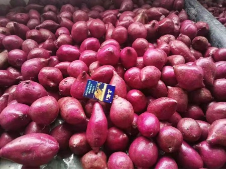 越南紫薯，全国供应，合作共赢