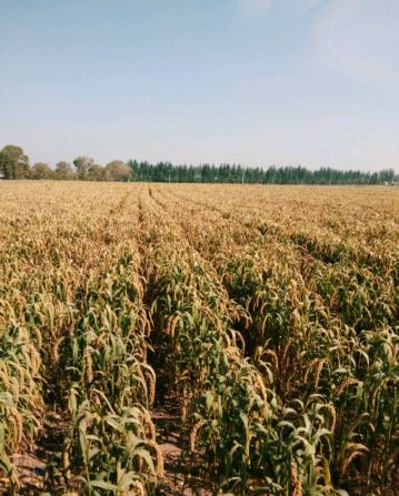 供黄小米，旱田地种植，产量低，营养丰富，口感没问题