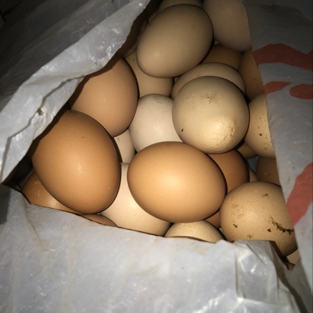 农户家土鸡蛋，长期出售
