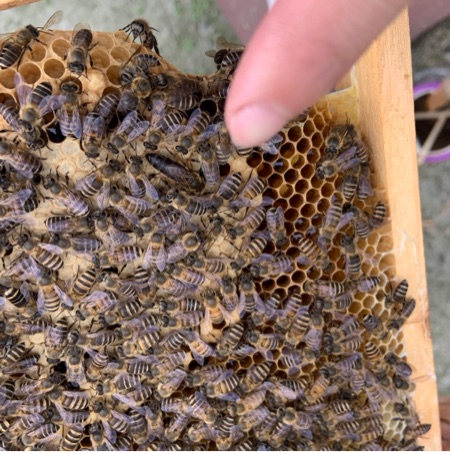 出售优质中蜂蜂群，全是4-6脾蜂，全部新王