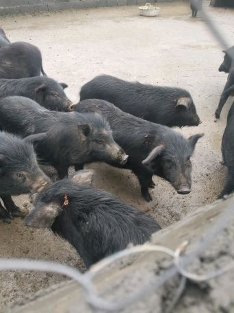 600头香猪繁育基地，批发猪仔，商品猪，母猪