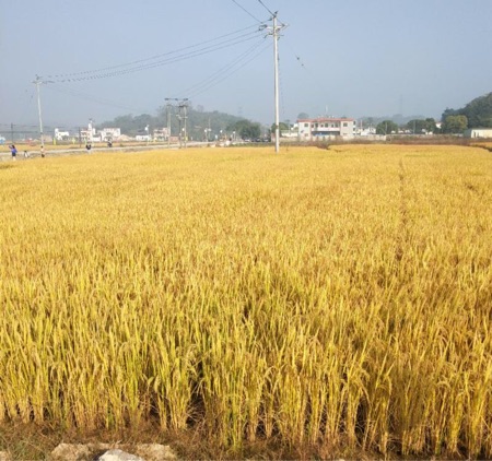 丝苗米批发厂家，清远市峰水农业科技有限公司丝苗产地