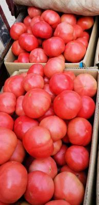 供应西红柿，绿色健康蔬菜，无农药，不催红，诚信为本