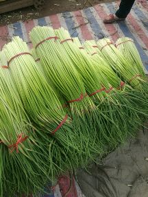 柘城蒜苔条长货好，在周边是最好的货，供货时间四月中