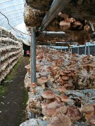 供应香菇,扶贫大棚种植