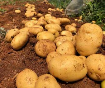 荷兰十五土豆新鲜上市欢迎收购没有中间商赚差价