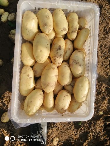 出售优质荷兰土豆