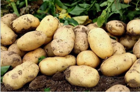 滕州荷兰十五号春季土豆大量上市