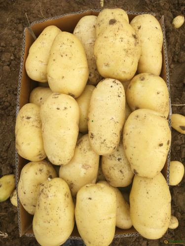 山东滕州优质土豆，荷兰十五号，黄心土豆，大量供应