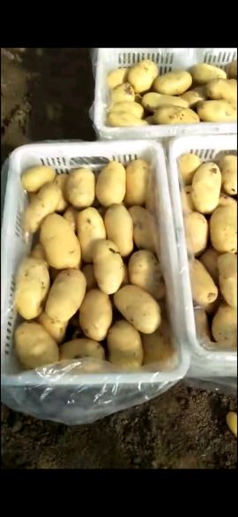 山东肥城荷兰十五土豆大量供应，海润精品土豆产地批发