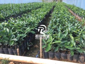 泰国红宝石青柚苗，公司取种纯正，是脱毒苗，根系发达