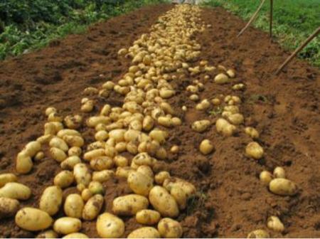 我们是土豆种植基地，各个品种都有，可通货可精选