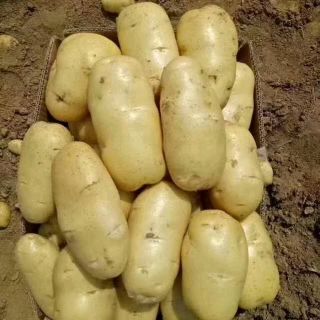荷兰十五土豆大量供应，发往全国各地