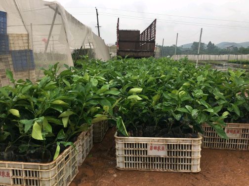 泰国红宝石青柚，亩产值在10万元以上的品种，早种早赚钱！！