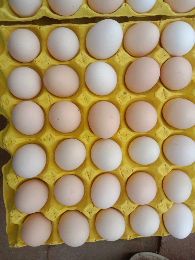 土鸡蛋鸡蛋洋鸡蛋粉蛋绿壳鸡蛋