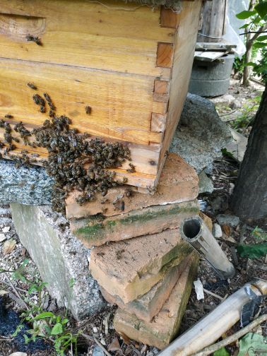 纯天然野生蜂蜜需要加个微信727694047