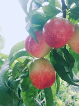 十万亩油桃产业强县各品种油桃进入成熟季