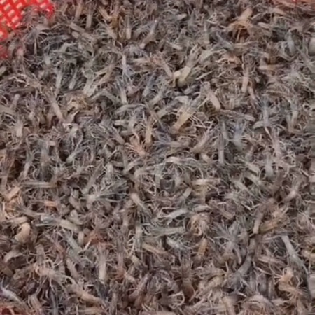 澳洲淡水龙虾2到3公分苗