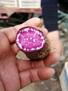 三峡红心王红薯 紫薯