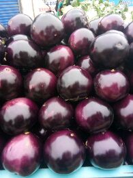 供应茄子,黑紫光大量上市中