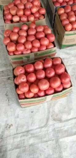 京南最大蔬菜种植基地全年大量供应硬粉西红柿品质保证