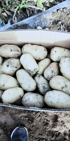 荷兰十五土豆大量上市，品质好、价格低、装车快！诚信