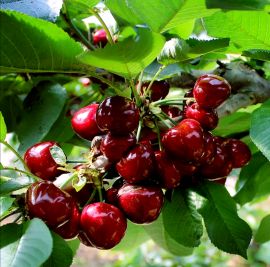 山海关大樱桃开始上市，美早、红灯、沙皮豆，大量供应