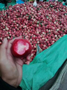 红不软小红桃大量上市出货供应中