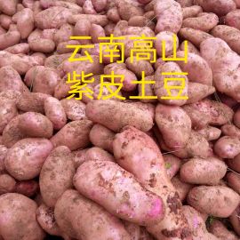 云南高原红皮土豆，农家肥种植，无农药喷洒！