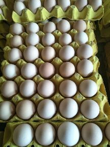 精品粉壳鸡蛋，每天300箱稳定供应。