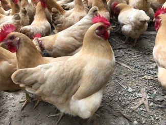 长期供应鸡鸭鹅苗 包打出壳疫苗 包质量