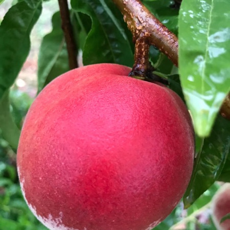 湖北枣阳“桃之乡”正式开园啦，多品种鲜桃大量上市