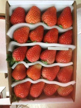 供应草莓,常年供货