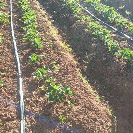 黔莓1号草莓苗，脱毒母苗繁育，无病害，易成活，产量