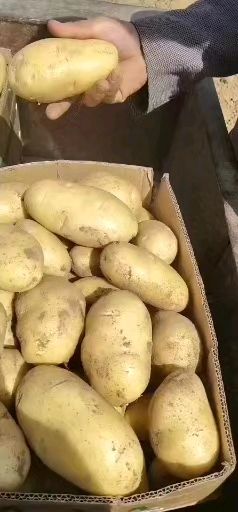 山东土豆，荷兰十五土豆大量现货供应
