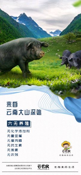 云南省宣威火腿集团原生态乌金猪肉