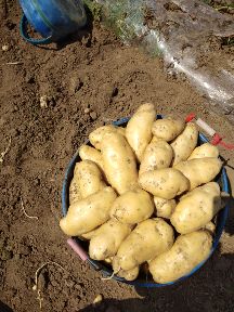 荷兰十五土豆产地大量出货