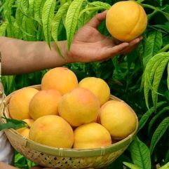 自产黄桃，天然绿色，口感好，品相端，价格美丽！