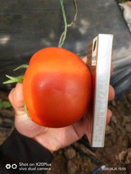 供应西红柿,本地有大量大红硬果，每天可以收10万起步，