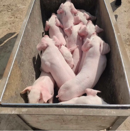 山东养猪场小猪仔猪苗猪多少钱母猪种猪
